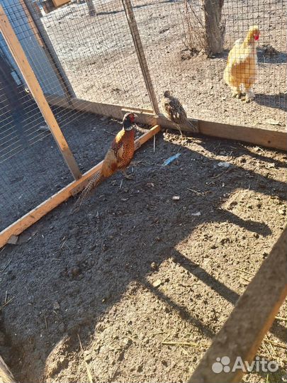 Фазаны кавказские