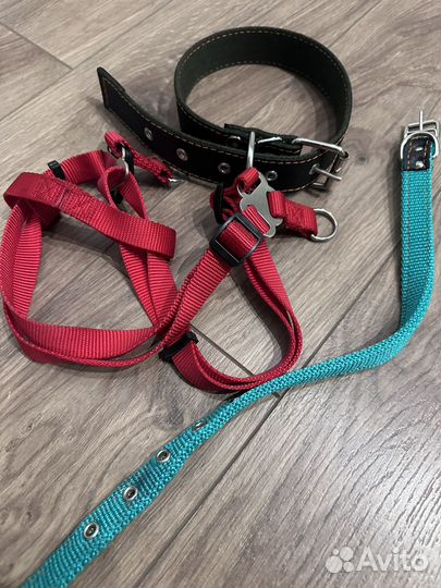 Ошейник, шлейка