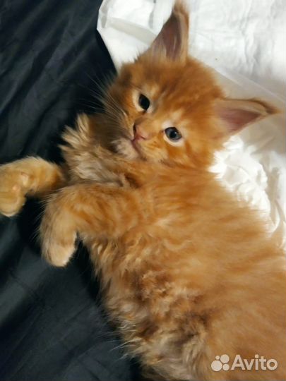 Котята мэйнкун