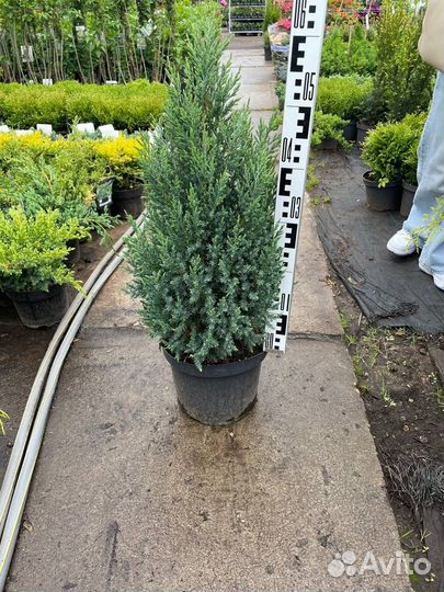 Можжевельники из питомника