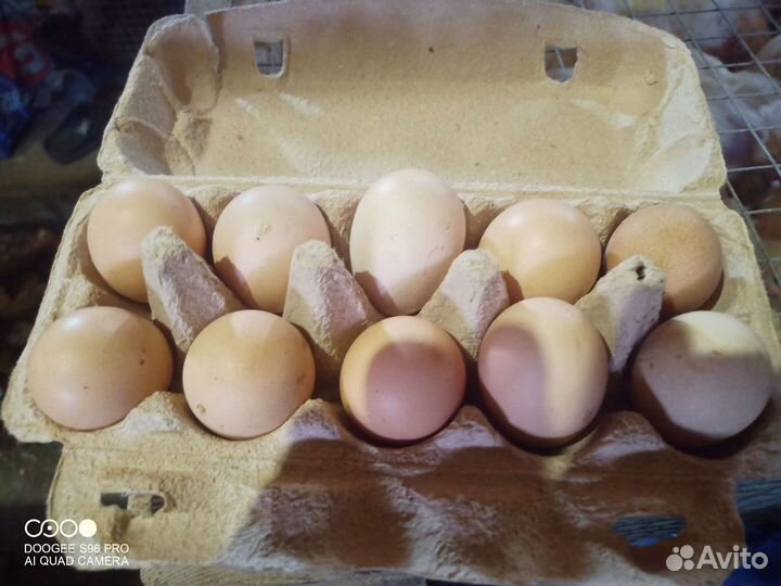 Яйца перепелиные и куриные