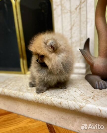 Мини померанский шпиц девчуля