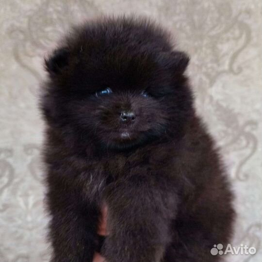 Померанский шпиц