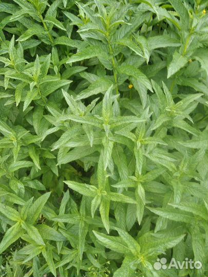 Мята мелисса свежая