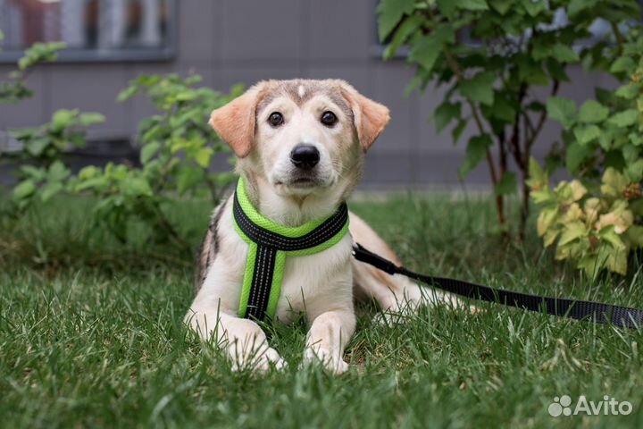 Щенок девочка в дар