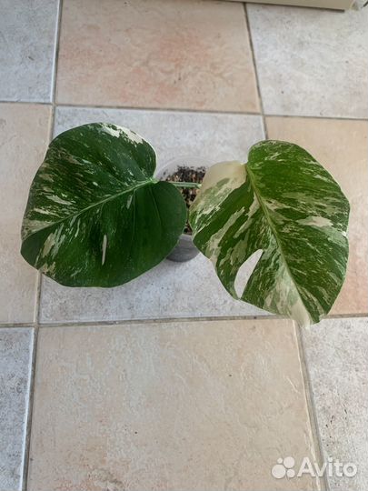 Монстера альба