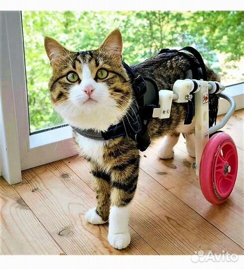 Котята и котики инвалиды, особенные ищут семью