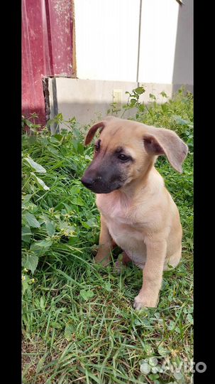 Щенули в добрые ручки