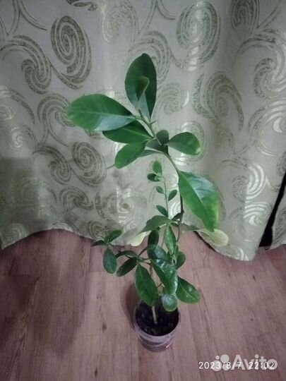 Лимонное дерево