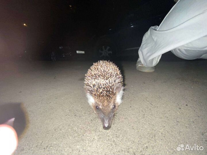 Африканский карликовый еж