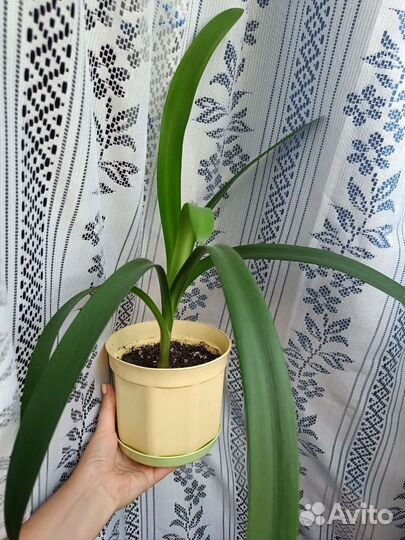 Кливия, комнатные растения