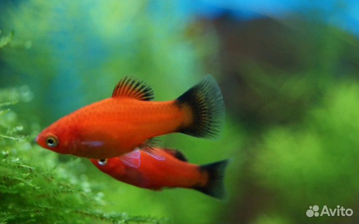 Рыбки пецилии красные черный хвост, магазин