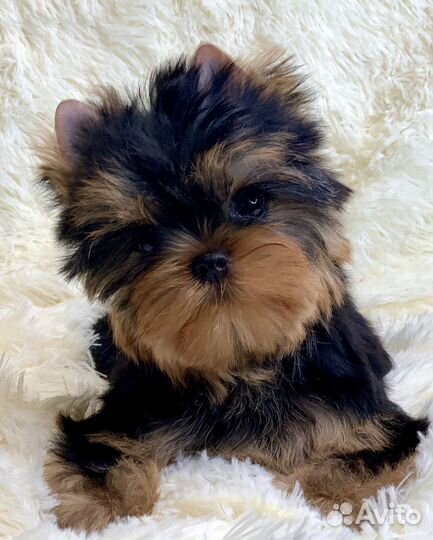 Йоркширский терьер бебифэйс