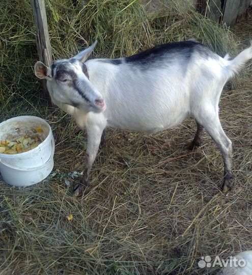 Козел коза ла-манча