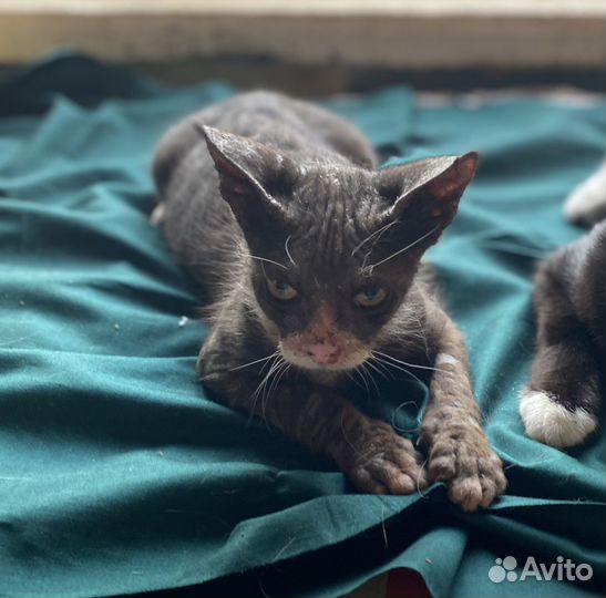 Кошки и котята