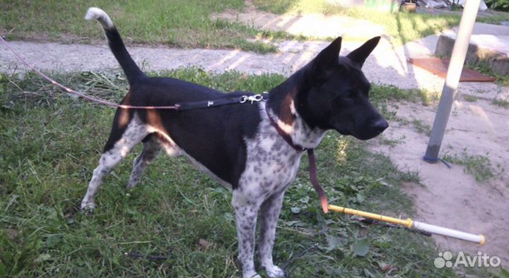 Вязка бесплатно