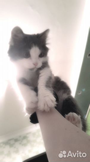 Котёнок бесплатно