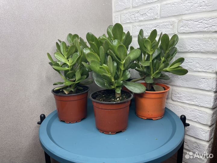 Толстянка красула денежное дерево комнатные цветы