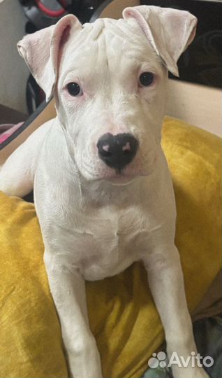 Щенок амстаффа