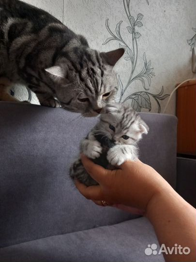 Шотландский кот вязка