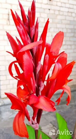 Цветы канны