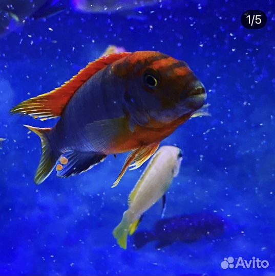 Малавийские цихлиды