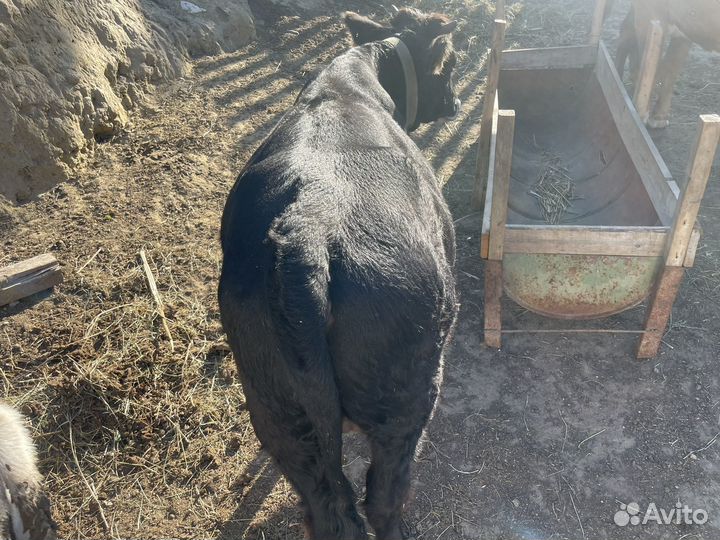 Корова тёлки дойные телята бычки бычок