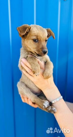 Нежная Лялечка