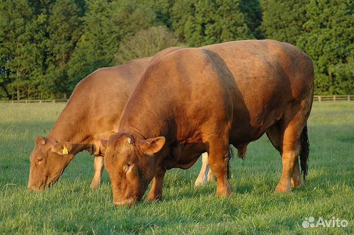 Коровы быки хряки вынужденный забой