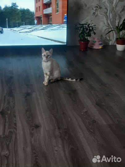 Бенгальские котята