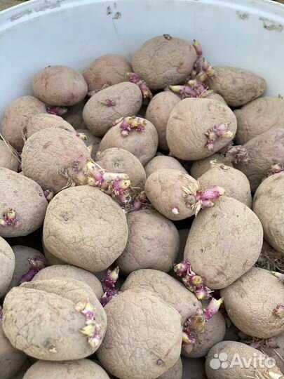 Семенной картофель для посадки