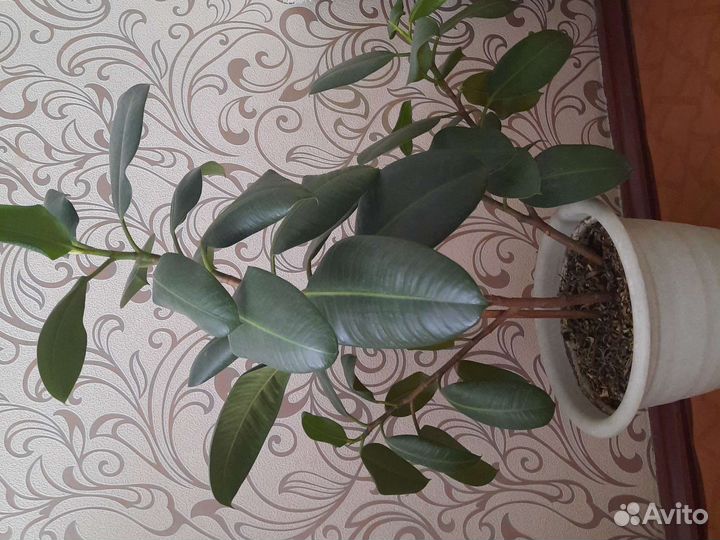 Растения комнатные для офиса