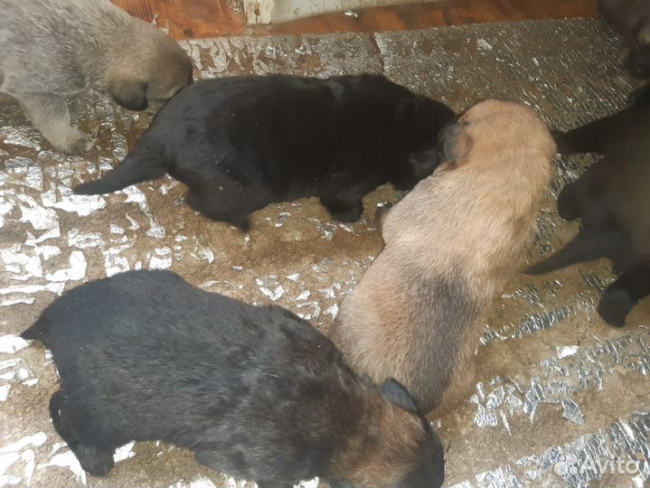 Щенок в добрые руки