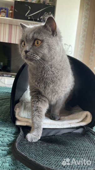 Кошечка ищет дом