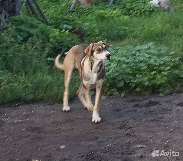 Ищем хозяина