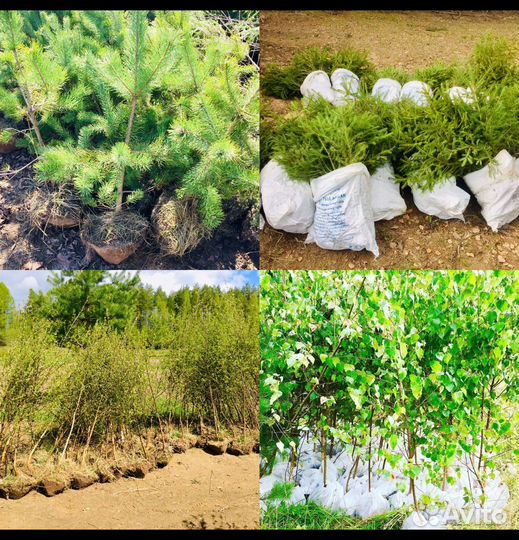 Сосны Ели Березы саженцы с доставкой