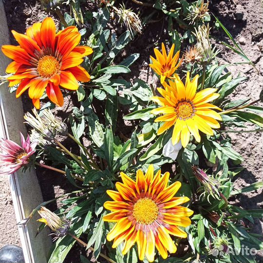 Клематисы, гортензия Самарская Лидия