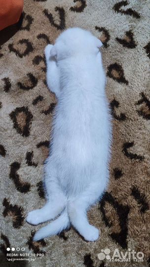 Шотландские вислоухий котик