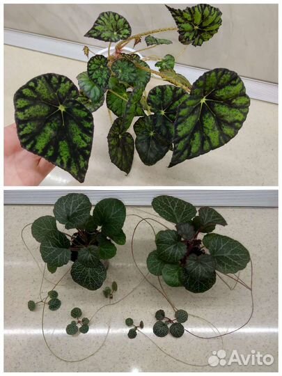 Папоротник Тигр, бегонии, разные растения