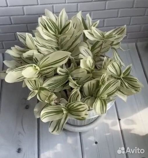 Традесканция белоцветковая белая