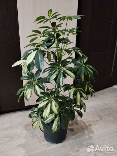 Комнатные растения