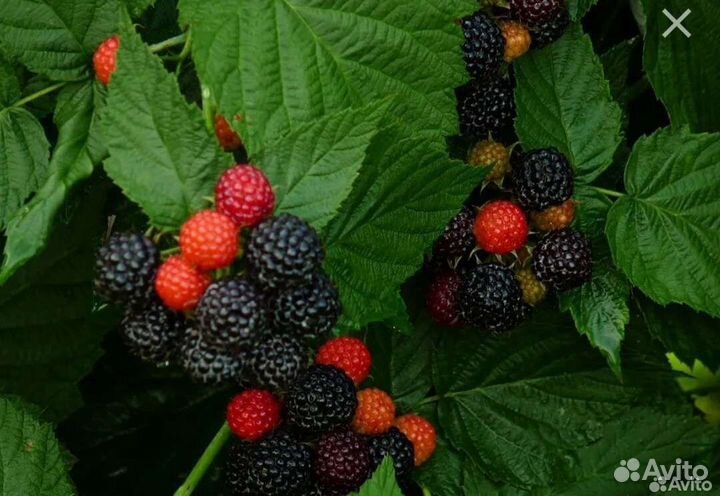 Ежемалина (саженцы)