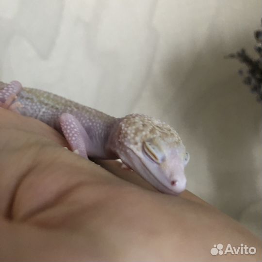 Эублефар самец