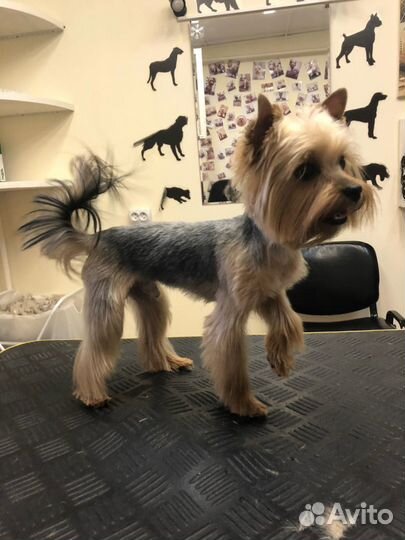 Вязка.Мальчик мини Йорк