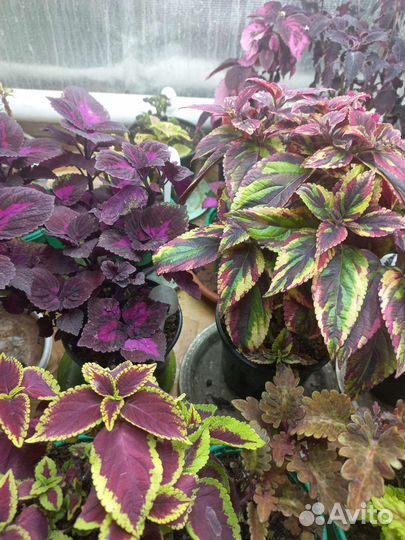 Колеусы 150 сортов