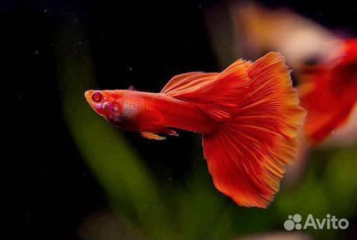 Гуппи Full red albino