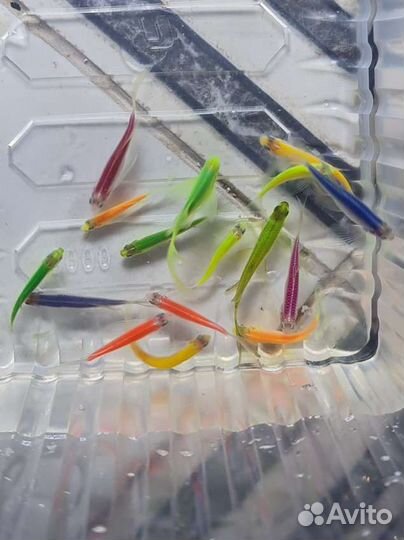 Данио гло, тернеция гло, коридоросы