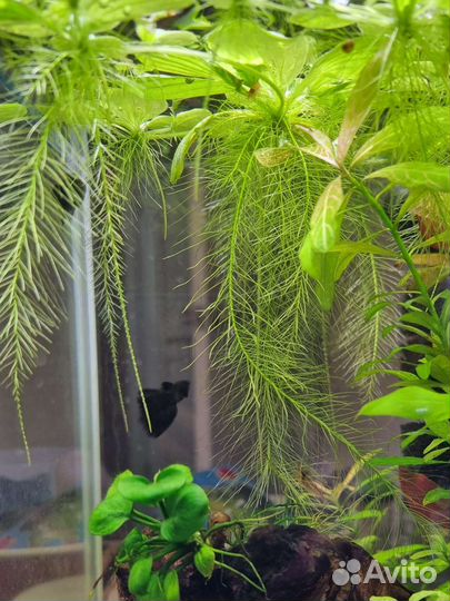 Аквариумные растения, рыбки и улитки