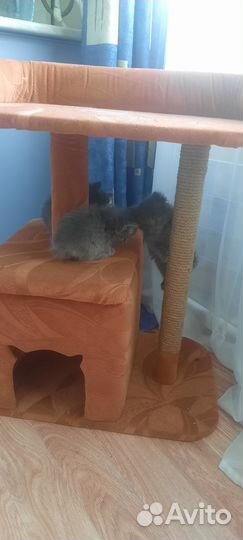 Котята британцы