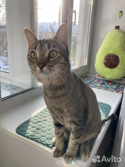 Передержка кошек